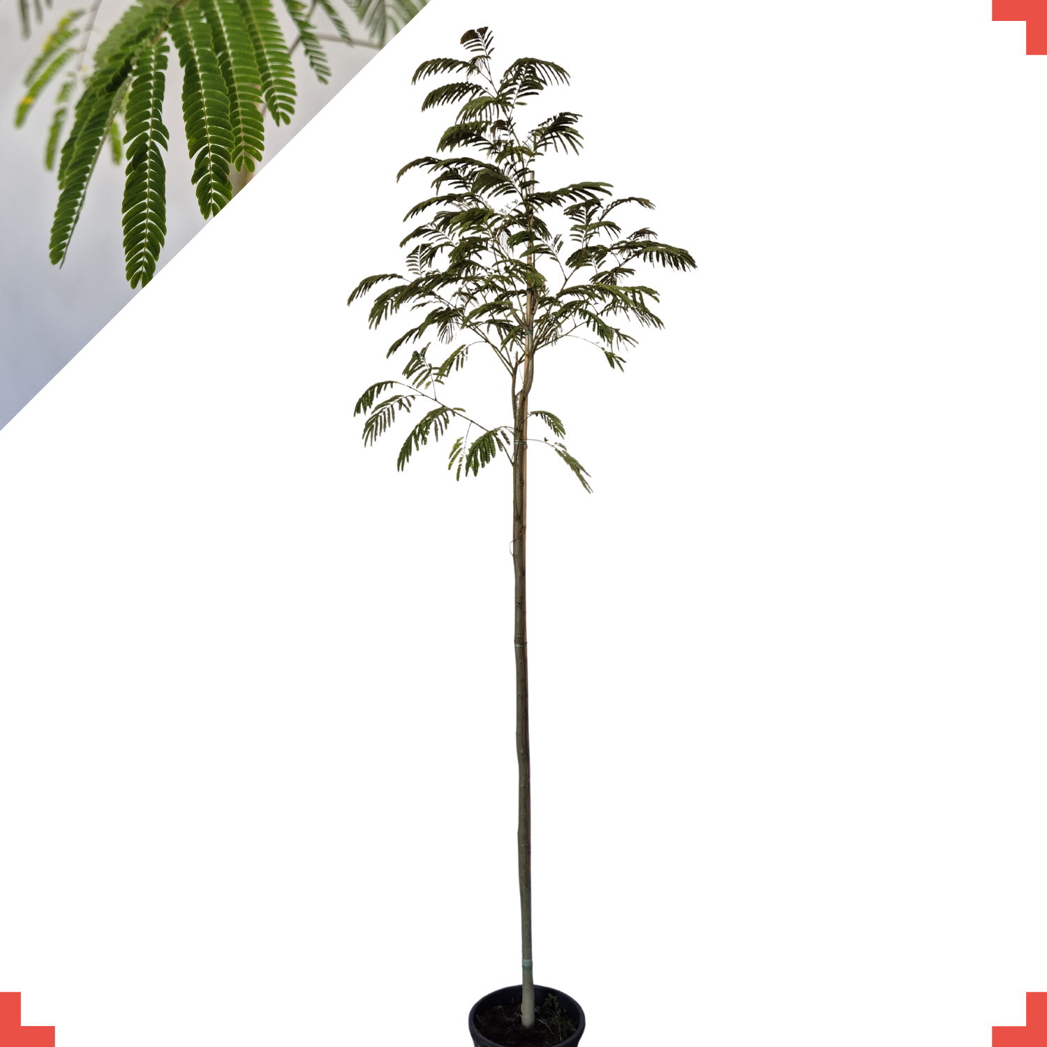 Perzische slaapboom - Albizia Julibrissin