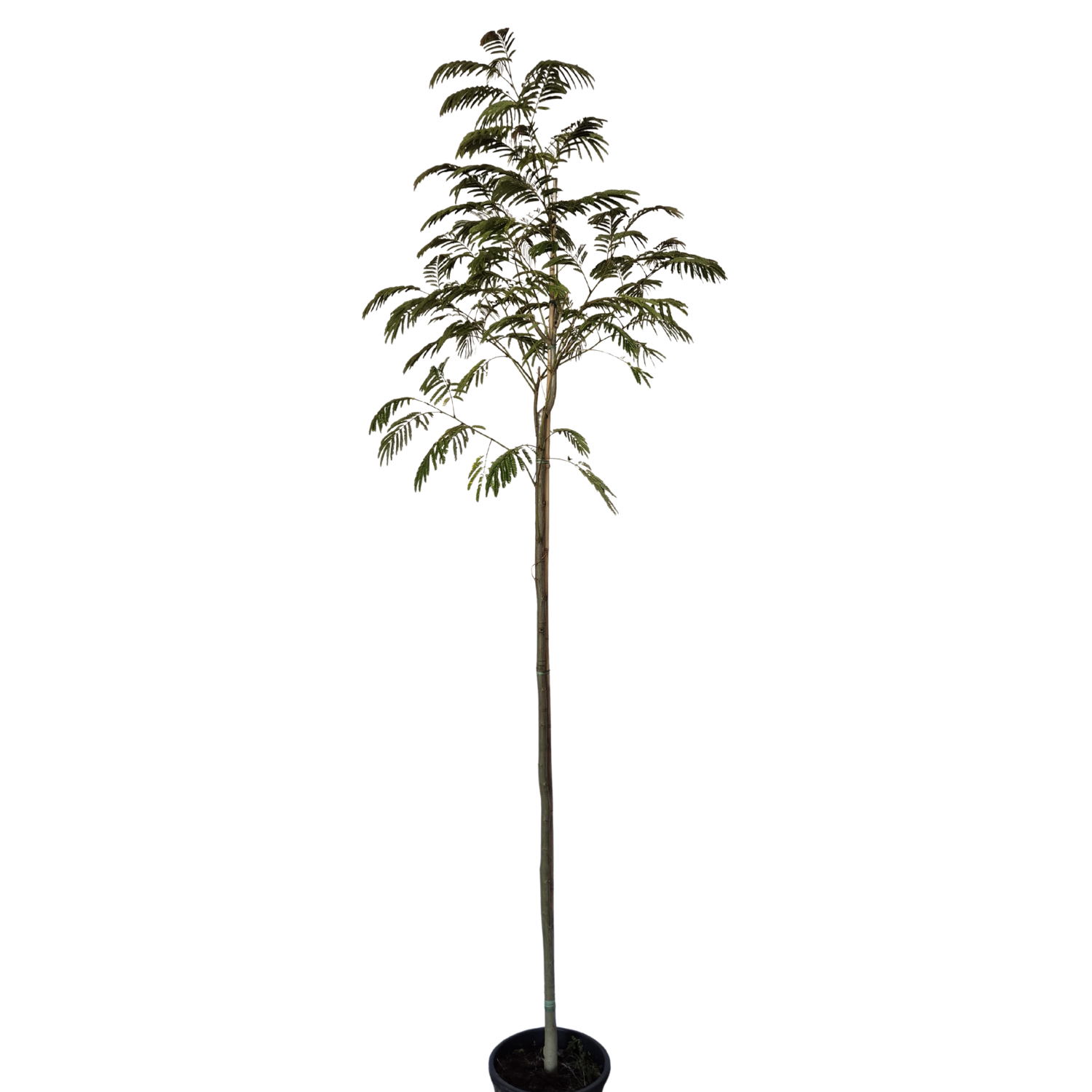 Perzische slaapboom - Albizia Julibrissin