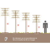 Lei-linde - Tilia europaea 'Pallida'