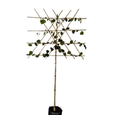 Lei-linde - Tilia europaea 'Pallida'