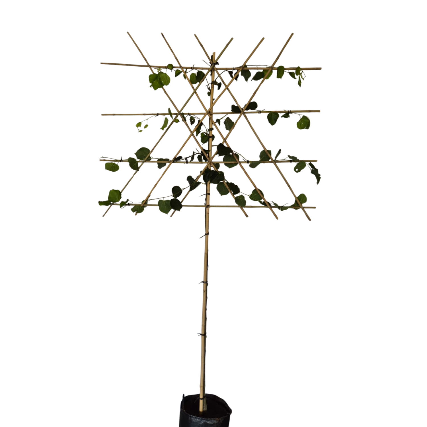 Lei-linde - Tilia europaea 'Pallida'