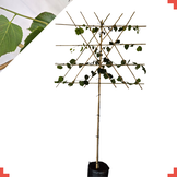 Lei-linde - Tilia europaea 'Pallida'