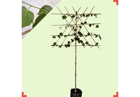 Lei-linde - Tilia europaea 'Pallida'