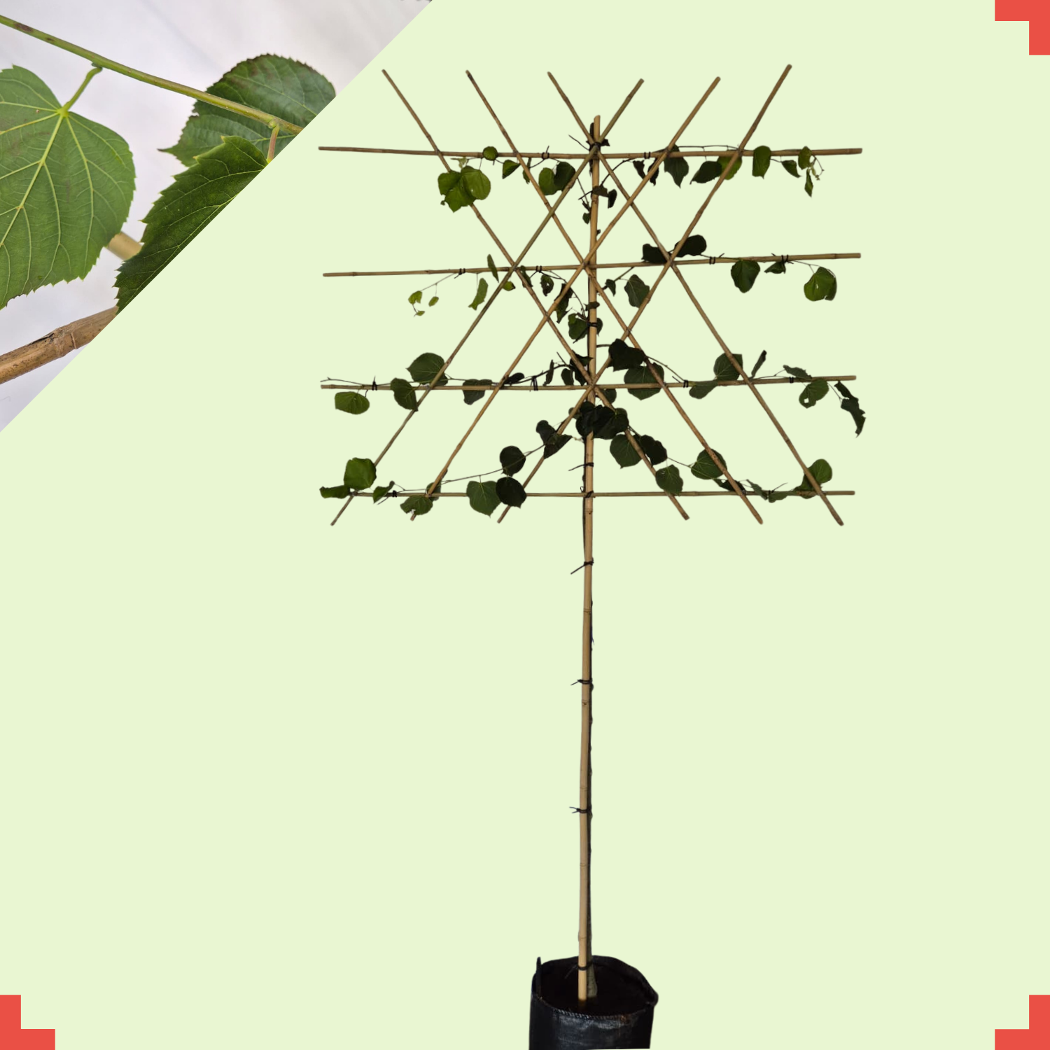 Lei-linde - Tilia europaea 'Pallida'