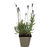 Lavandula ang. 'Hidcote'