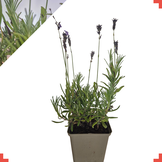 Lavandula ang. 'Hidcote'