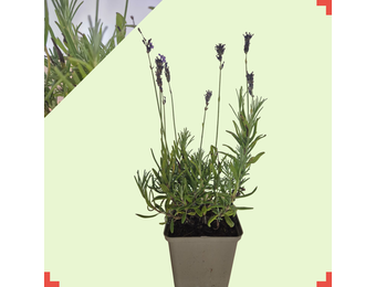 Lavandula ang. 'Hidcote'