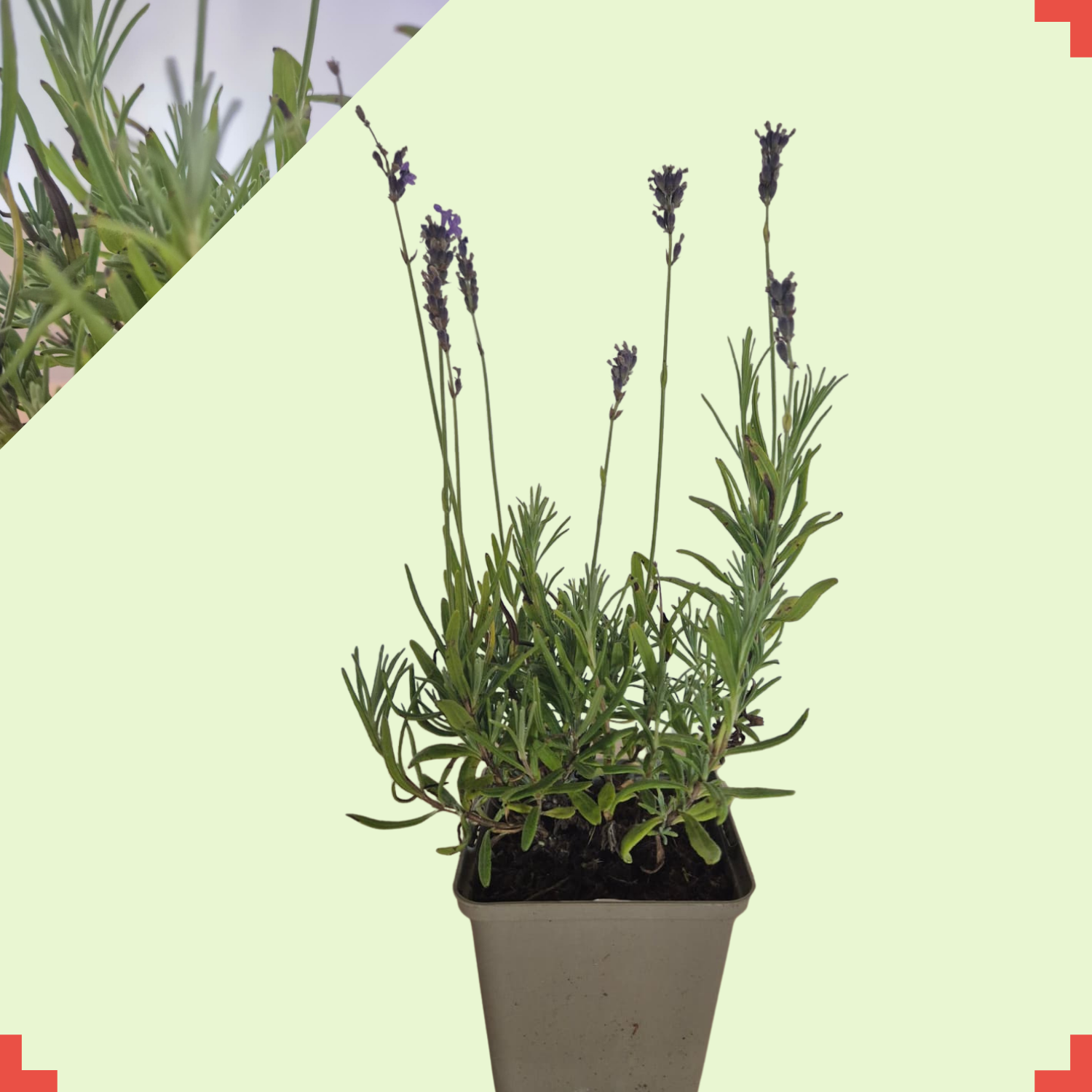 Lavandula ang. 'Hidcote'