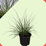 Pennisetum alopecuroides ‘Hameln’