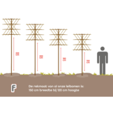 Japanse liguster leiboom - Ligustrum japonicum