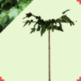 Dakmoerbei - Morus alba Fruitless