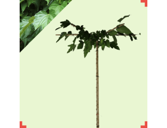 Dakmoerbei - Morus alba Fruitless