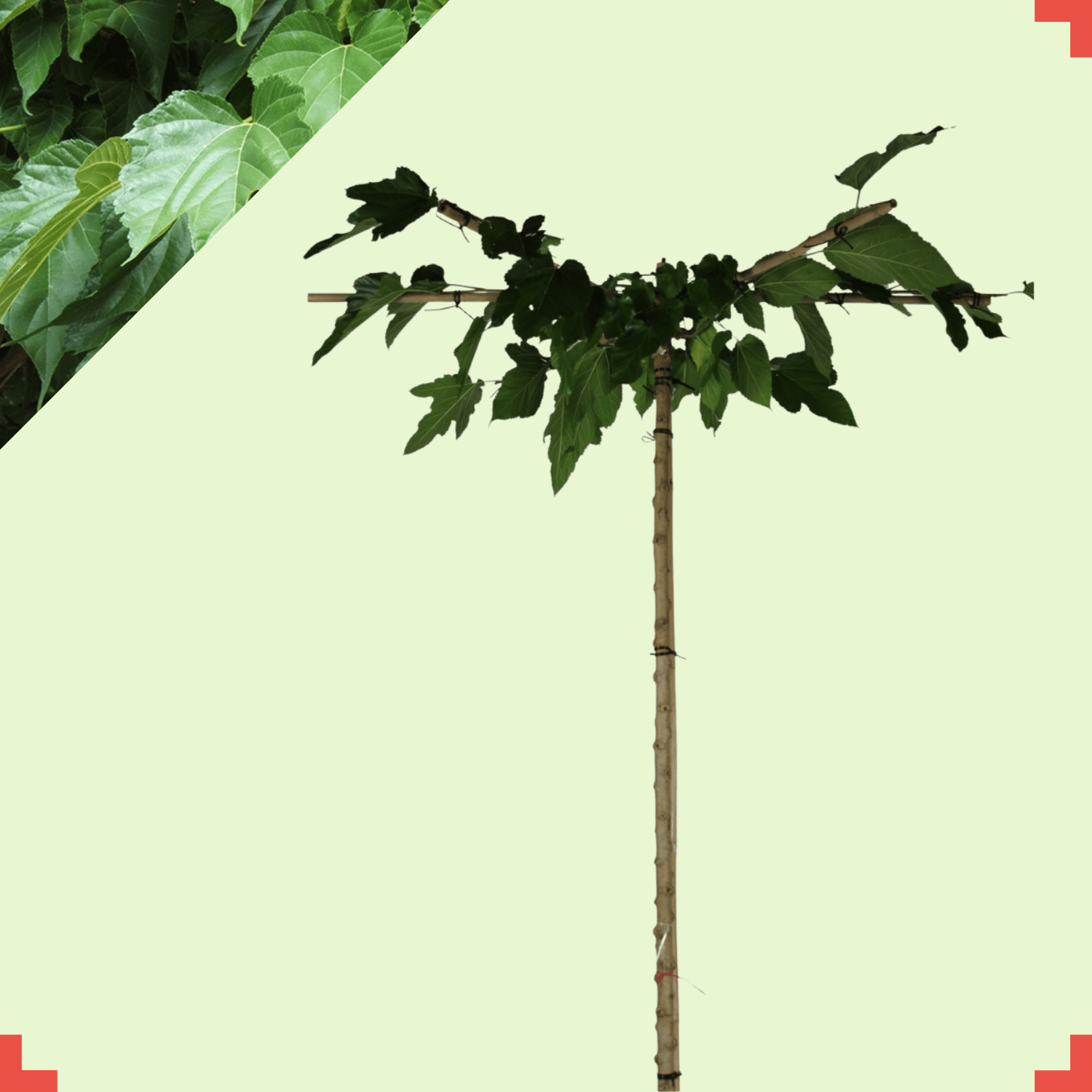 Dakmoerbei - Morus alba Fruitless