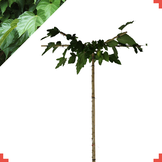 Dakmoerbei - Morus alba Fruitless