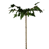 Dakmoerbei - Morus alba Fruitless