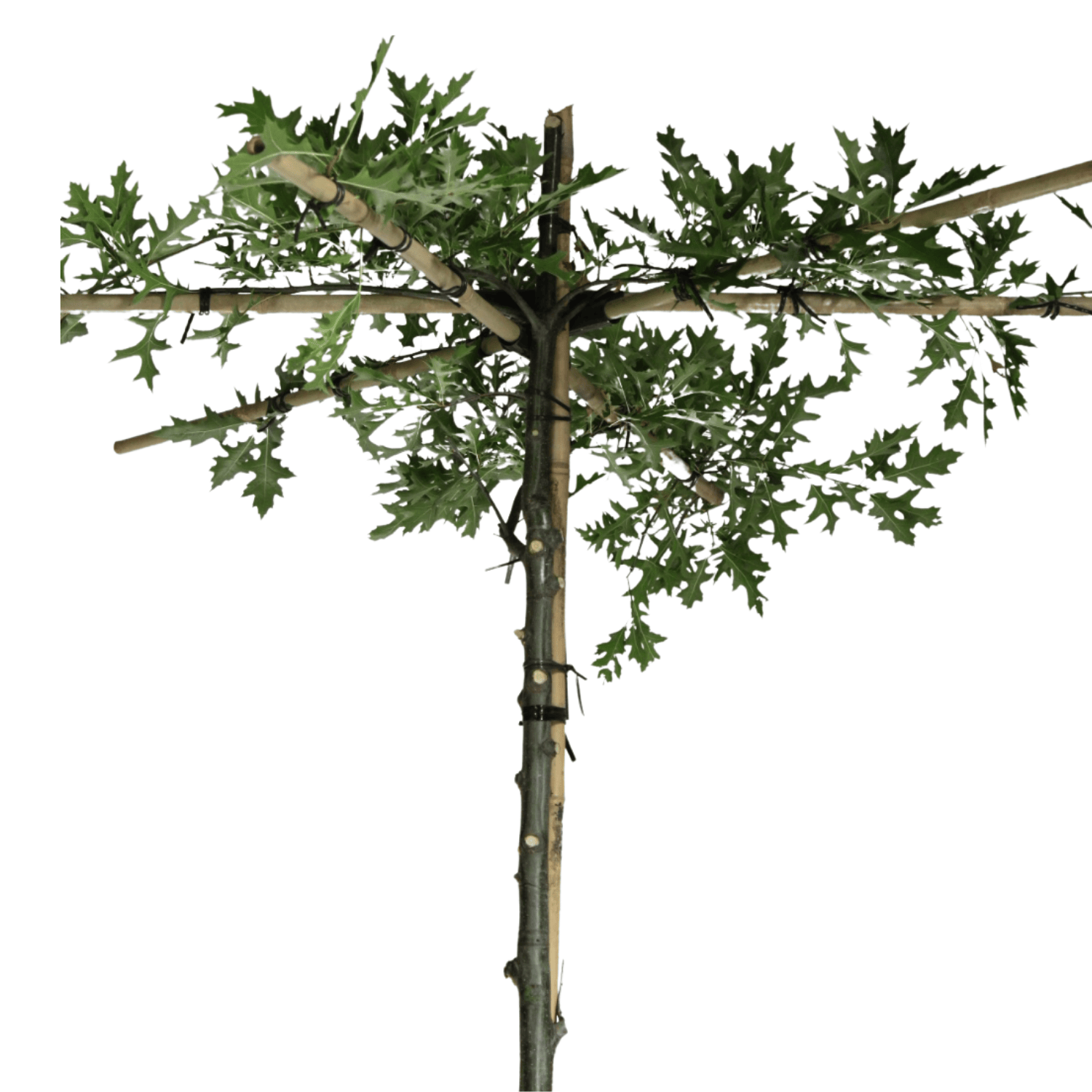 Dakmoeraseik  - Quercus Palustris