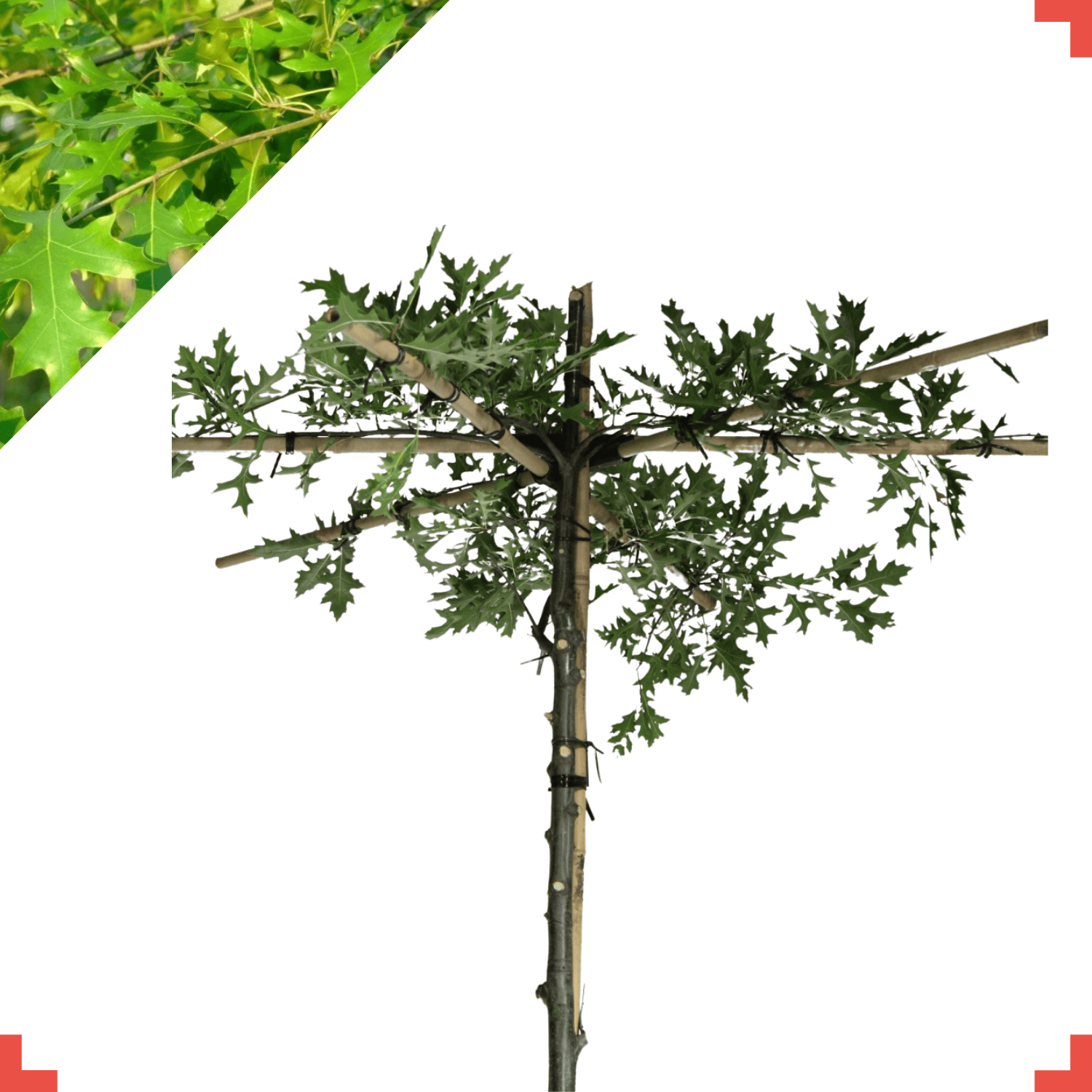 Dakmoeraseik  - Quercus Palustris