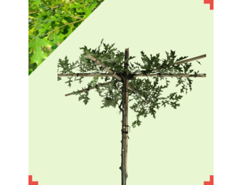 Dakmoeraseik  - Quercus Palustris