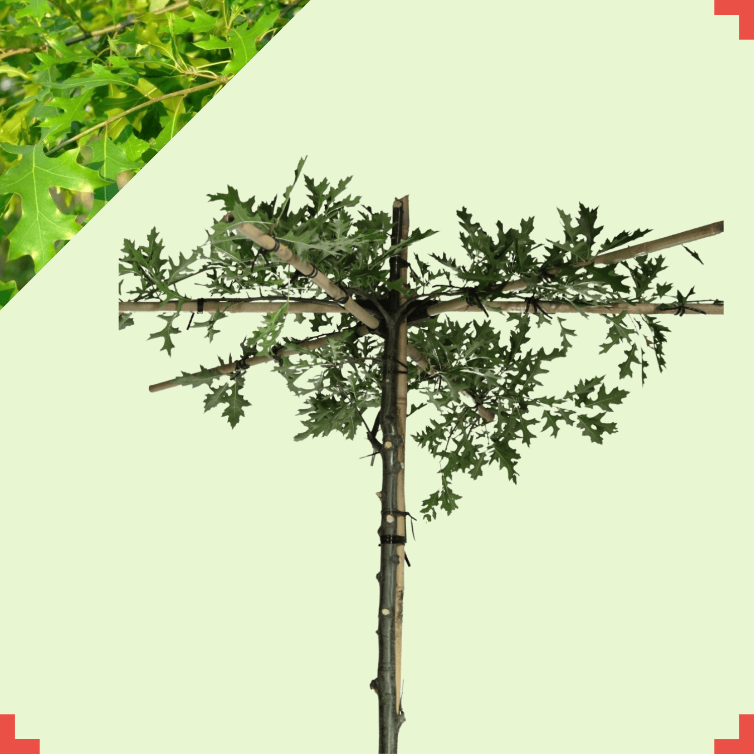 Dakmoeraseik  - Quercus Palustris