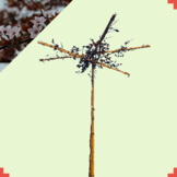 Kerspruim dakboom - Prunus cerasifera Nigra