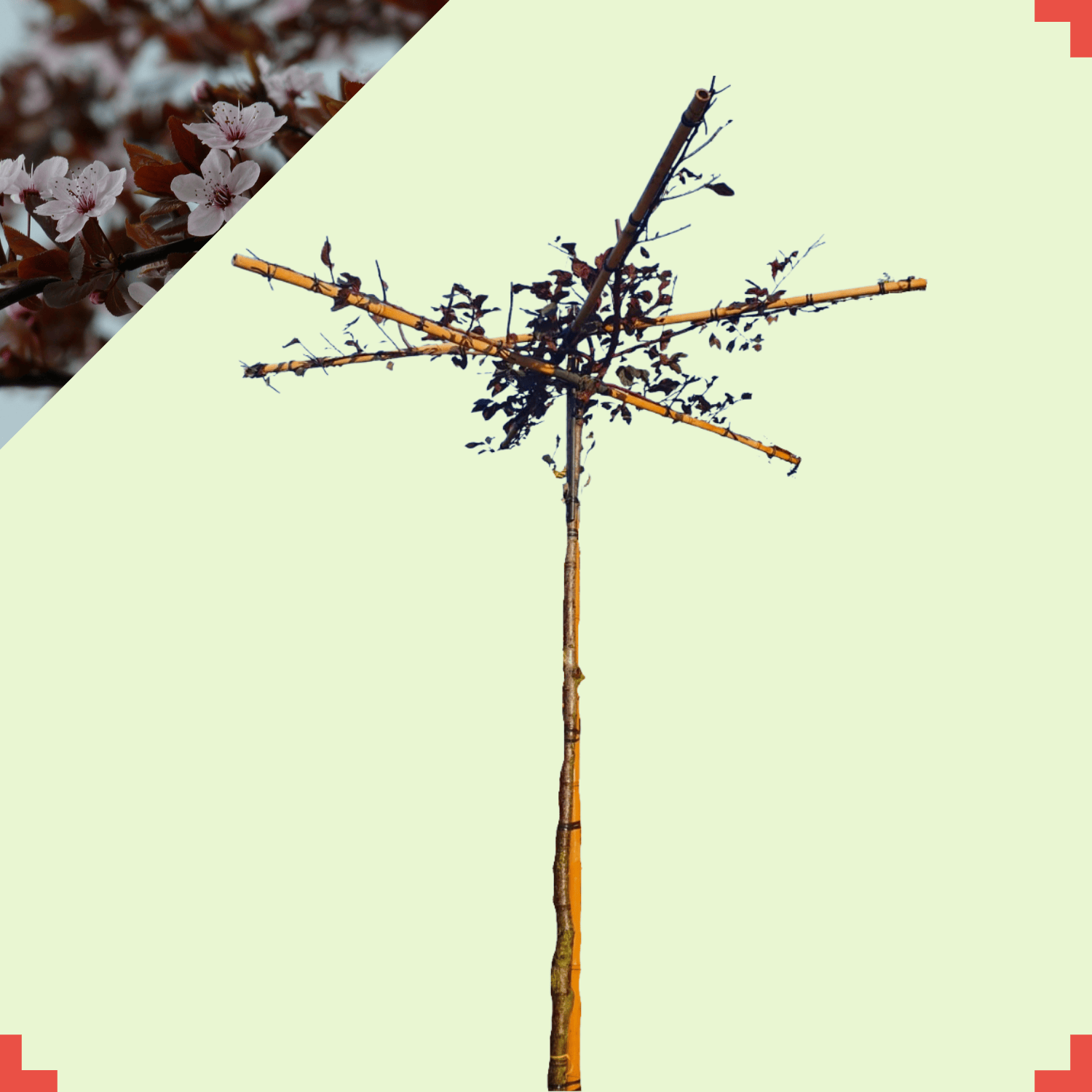 Kerspruim dakboom - Prunus cerasifera Nigra