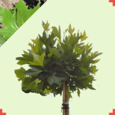 Bol plataan  - Platanus hispanica Alphens Globe