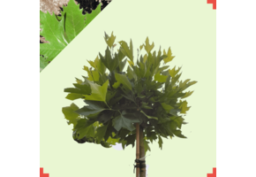 Bol plataan - Platanus hispanica Alphens Globe