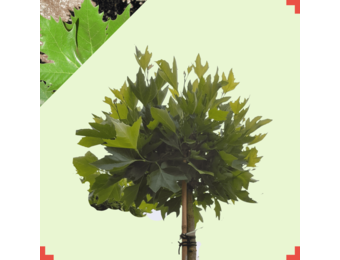 Bol plataan  - Platanus hispanica Alphens Globe