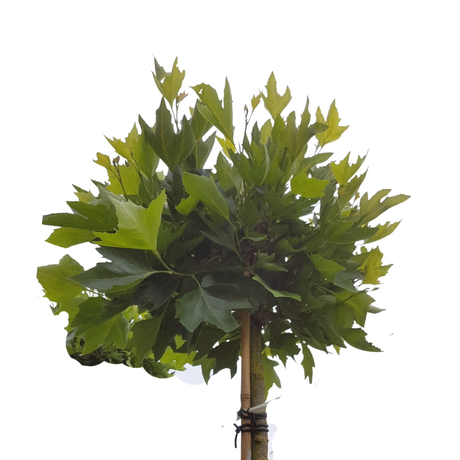 Bol plataan  - Platanus hispanica Alphens Globe