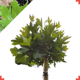 Bol plataan  - Platanus hispanica Alphens Globe