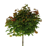 Bol groene esdoorn - Acer platanoides Globosum