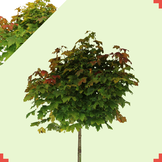 Bol groene esdoorn - Acer platanoides Globosum