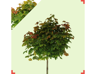 Bol groene esdoorn - Acer platanoides Globosum