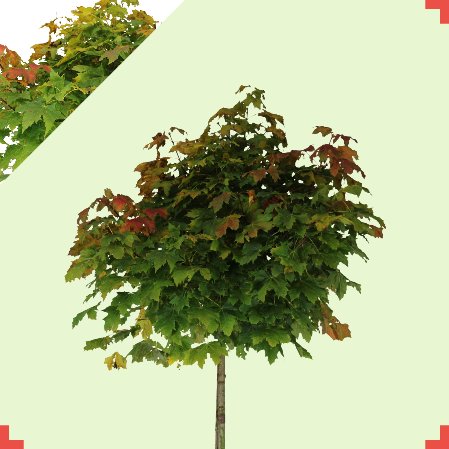 Bol groene esdoorn - Acer platanoides Globosum