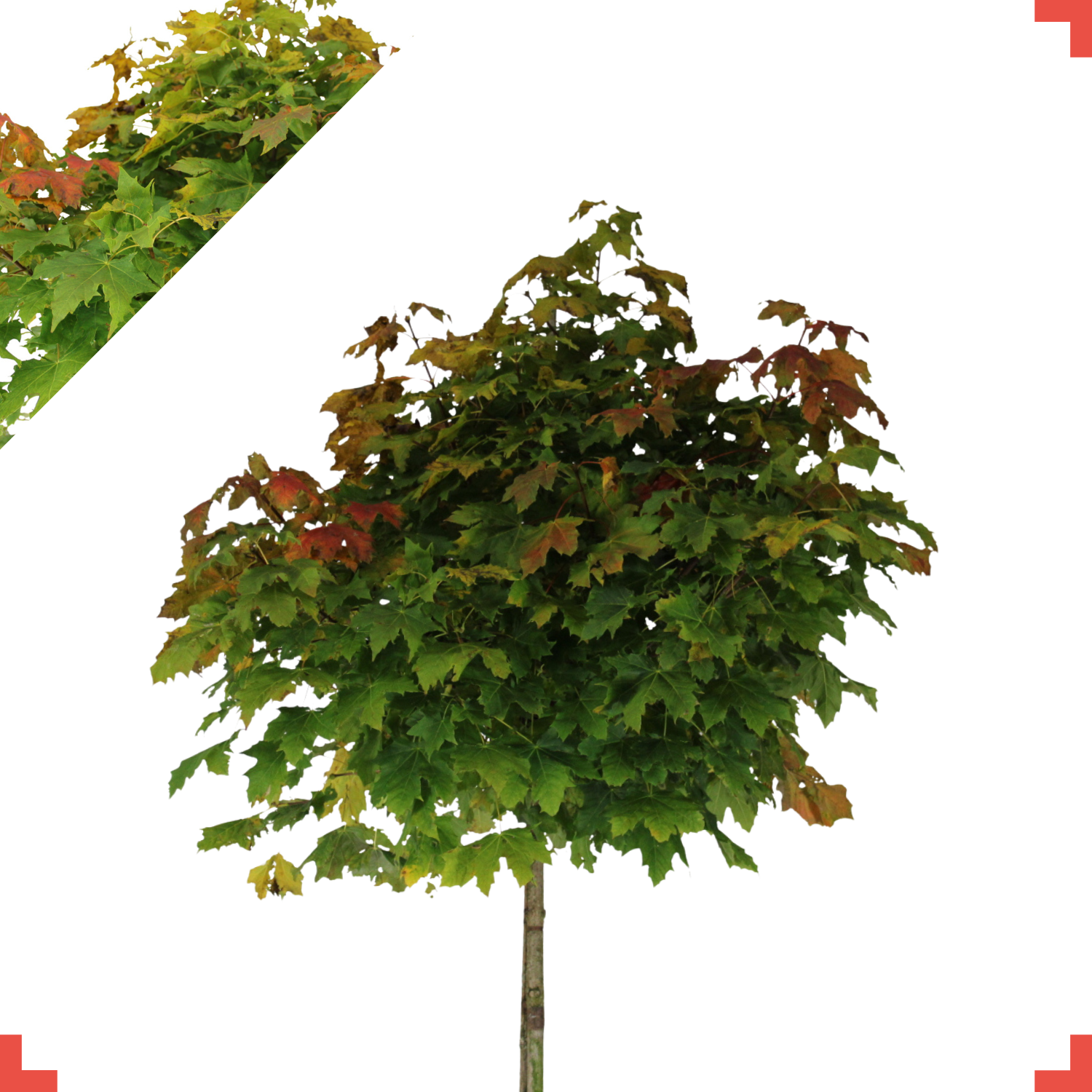 Bol groene esdoorn - Acer platanoides Globosum