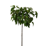 Bolcatalpa - Catalpa bignoides Nana