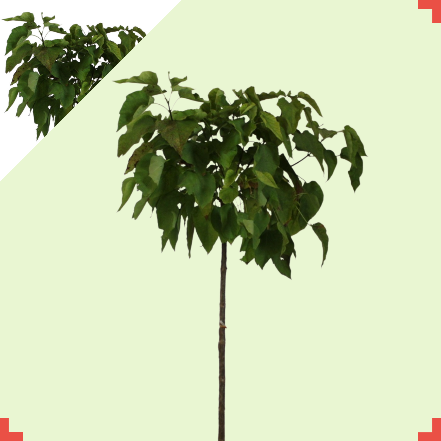 Bolcatalpa - Catalpa bignoides Nana