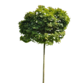 Bol moeraseik - Quercus palustris Green Dwarf