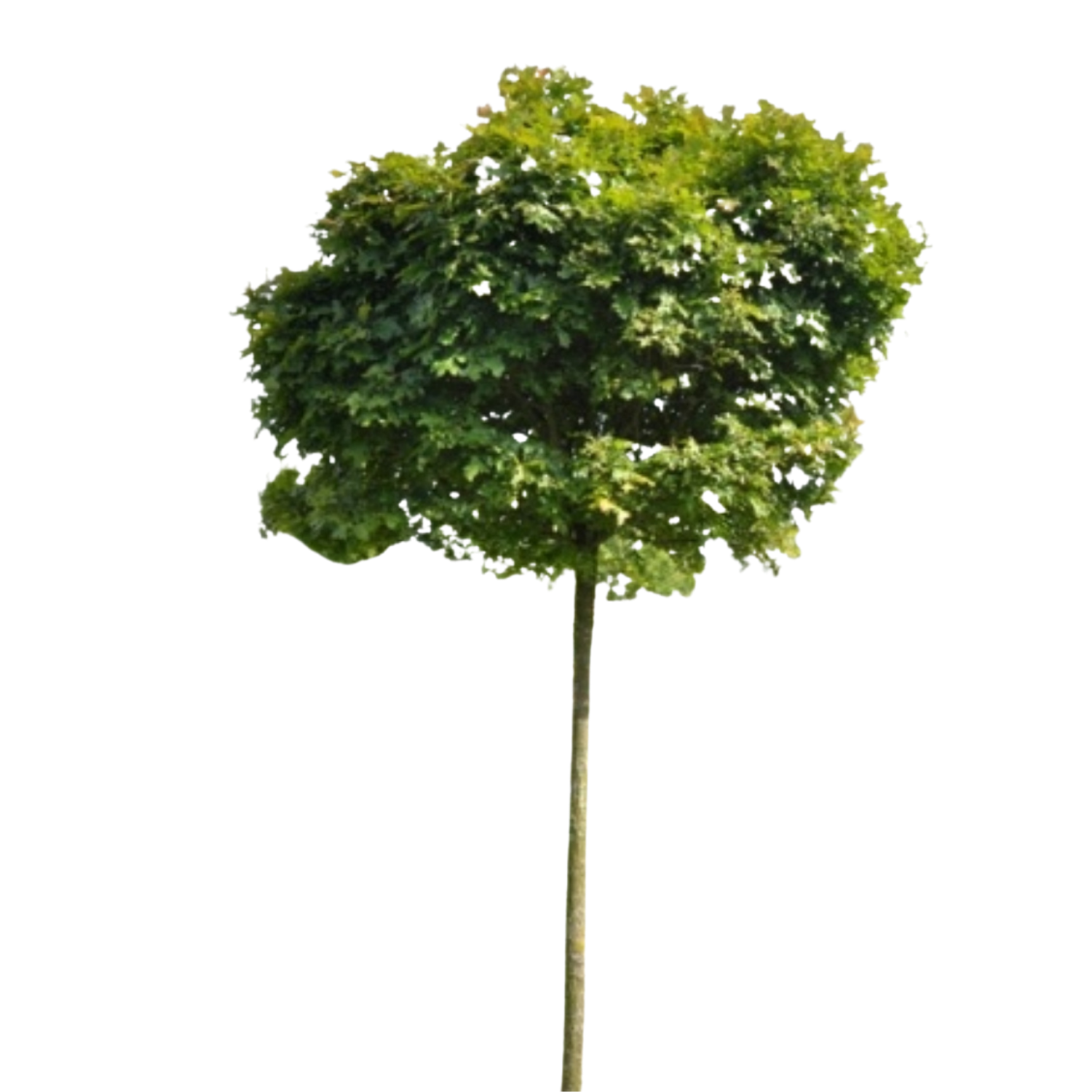 Bol moeraseik - Quercus palustris Green Dwarf