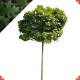 Bol moeraseik - Quercus palustris Green Dwarf