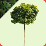 Bol moeraseik - Quercus palustris Green Dwarf