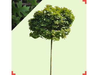Bol moeraseik - Quercus palustris Green Dwarf