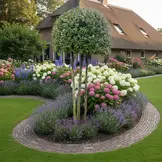 Steeneik - Quercus Ilex - ronde kruin op meerstam