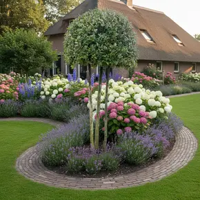 Steeneik - Quercus Ilex - ronde kruin op meerstam