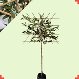 Lei-laurierkers - Prunus l. Caucasica