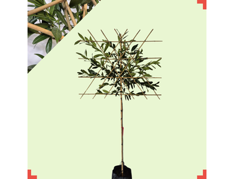 Lei-laurierkers - Prunus l. Caucasica