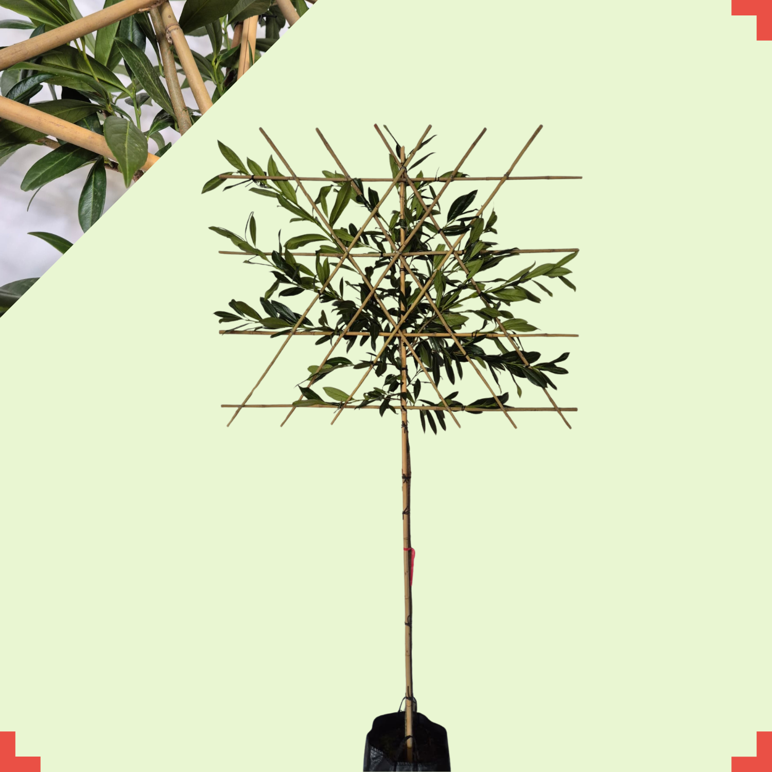 Lei-laurierkers - Prunus l. Caucasica