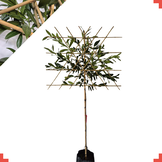 Lei-laurierkers - Prunus l. Caucasica