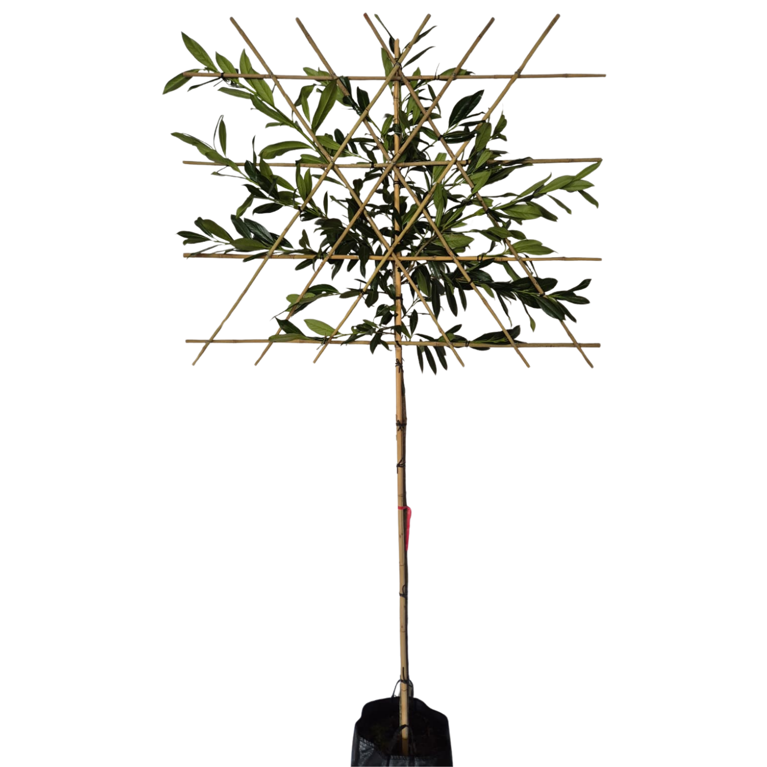 Lei-laurierkers - Prunus l. Caucasica