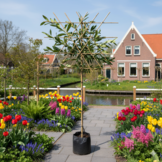 Lei-laurierkers - Prunus l. Caucasica